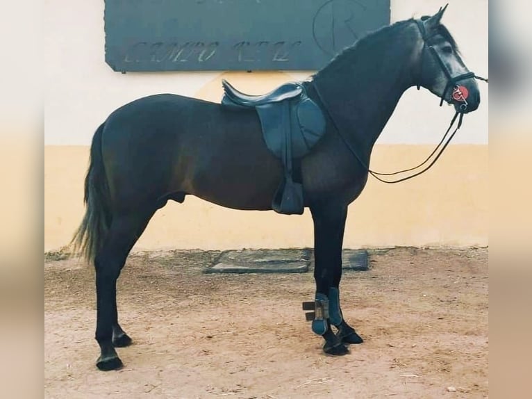 PRE Semental 5 años 163 cm in Murcia