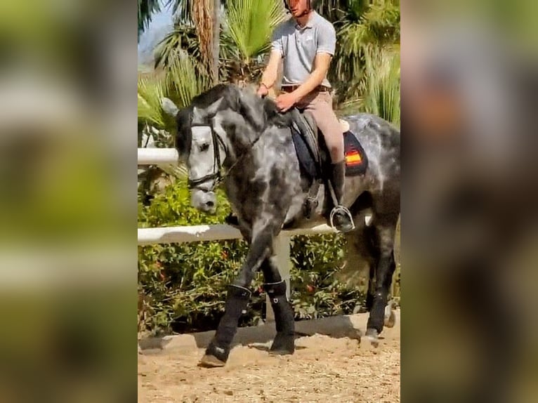 PRE Mestizo Semental 5 años 163 cm  in Sevilla