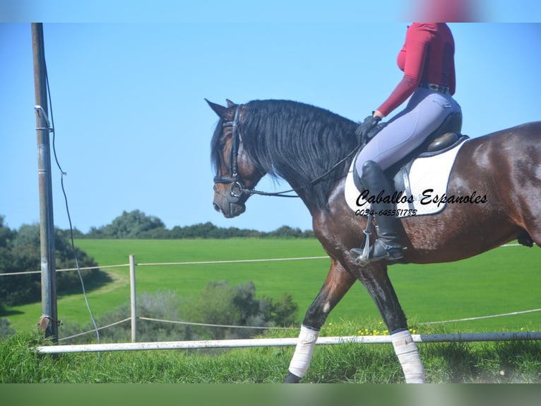 PRE Mestizo Semental 5 años 163 cm Castaño oscuro in Vejer de la Frontera