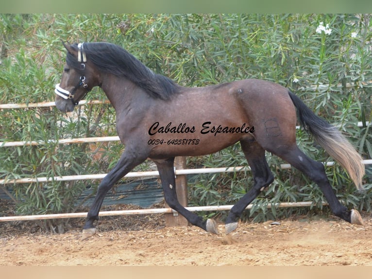 PRE Semental 5 años 163 cm Musgo marrón in Vejer de la Frontera