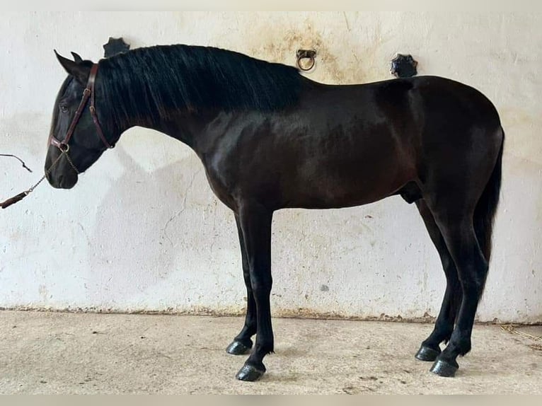 PRE Mestizo Semental 5 años 163 cm Negro in Podersdorf am See