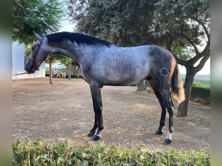 PRE Mestizo Semental 5 años 163 cm Tordo in Sevilla