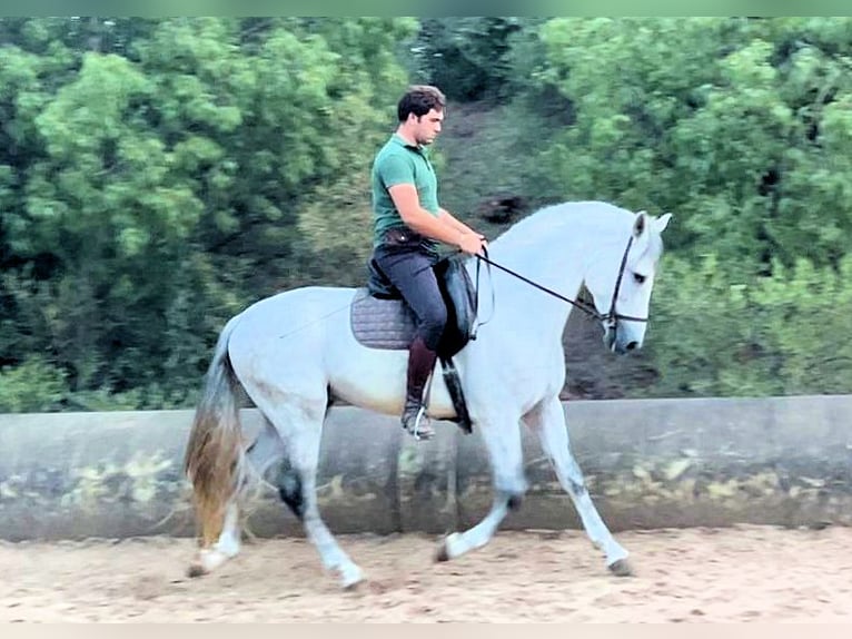 PRE Mestizo Semental 5 años 163 cm Tordo in Sanlucar
