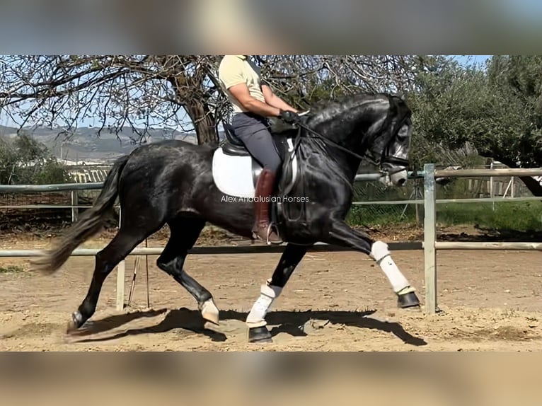PRE Mestizo Semental 5 años 163 cm Tordo rodado in Sevilla