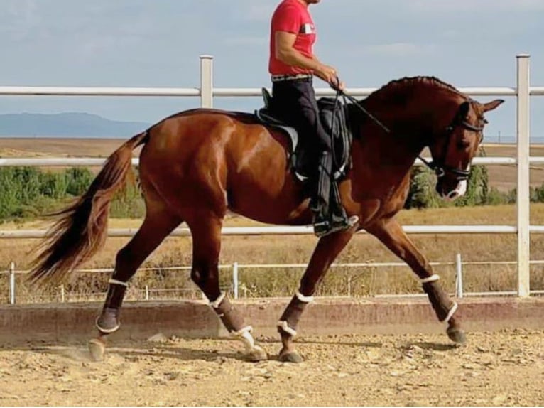 PRE Mestizo Semental 5 años 164 cm Alazán in Navas Del Madroño