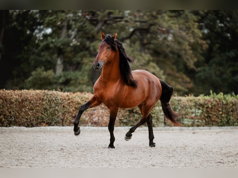 PRE Semental 5 años 164 cm Castaño in Gumpoldskirchen