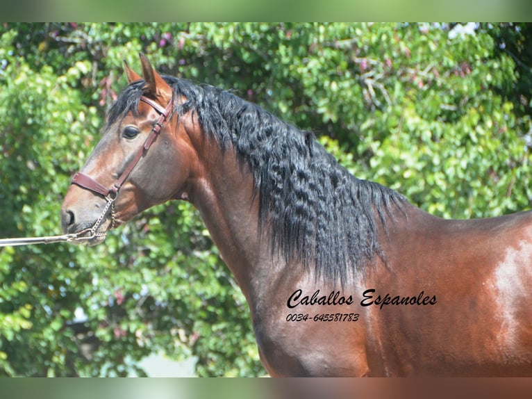 PRE Mestizo Semental 5 años 164 cm Castaño in Vejer de la Frontera