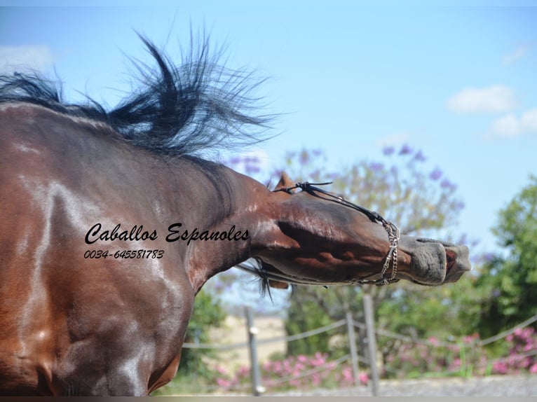 PRE Mestizo Semental 5 años 164 cm Castaño in Vejer de la Frontera