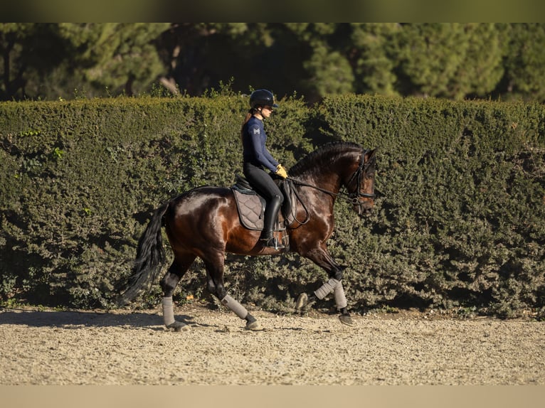 PRE Semental 5 años 164 cm Castaño oscuro in Barcelona