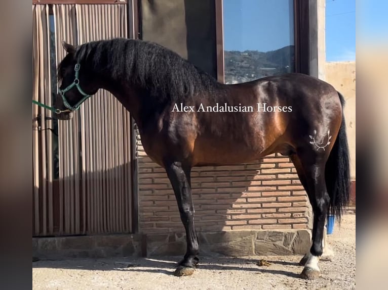 PRE Mestizo Semental 5 años 164 cm Castaño oscuro in Sevilla