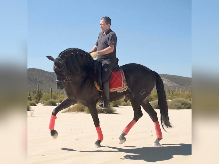 PRE Mestizo Semental 5 años 164 cm Negro in Jerez