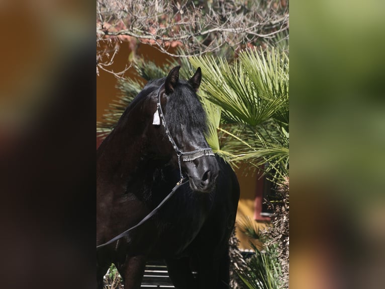 PRE Mestizo Semental 5 años 164 cm Negro in Jerez