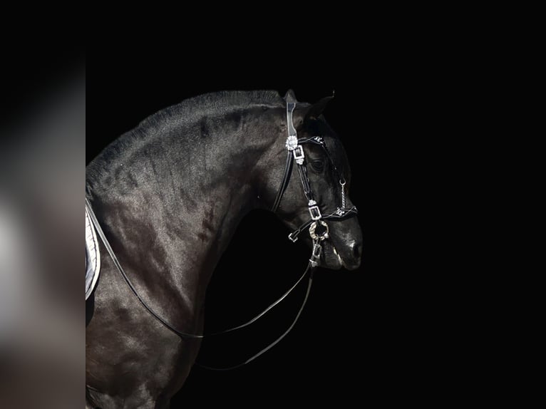 PRE Mestizo Semental 5 años 164 cm Negro in Jerez