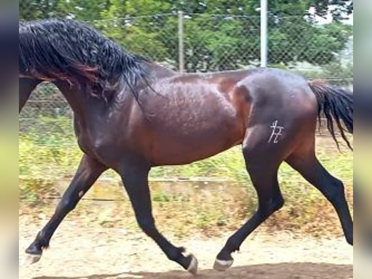 PRE Mestizo Semental 5 años 164 cm Negro in MADRID