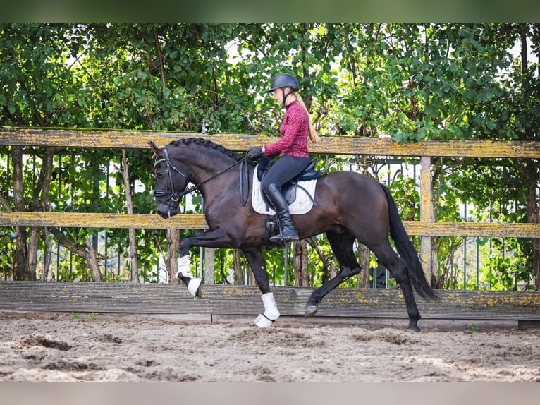 PRE Semental 5 años 164 cm Negro in Poeldijk
