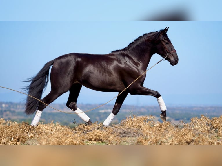 PRE Mestizo Semental 5 años 164 cm Negro in NAVAS DEL MADRONO