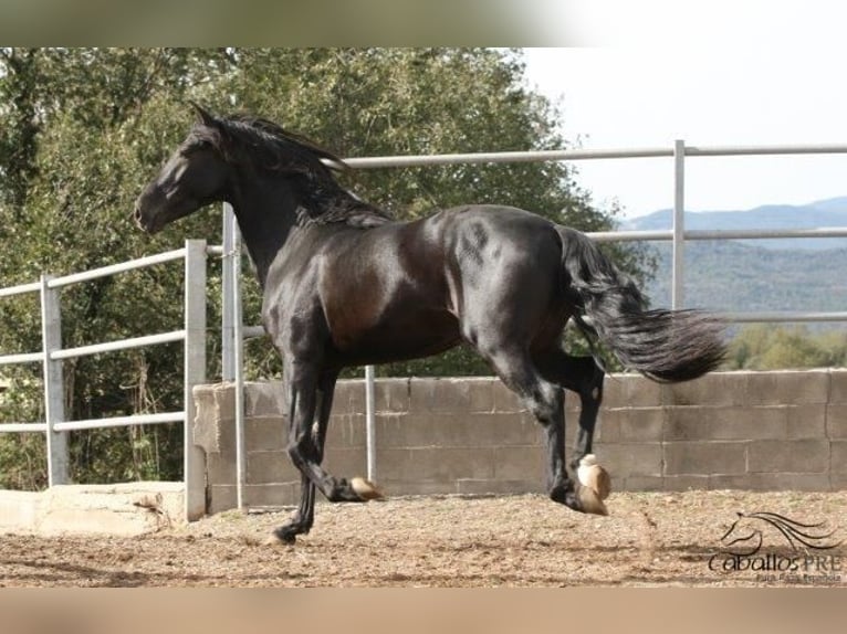PRE Semental 5 años 164 cm Negro in Barcelona