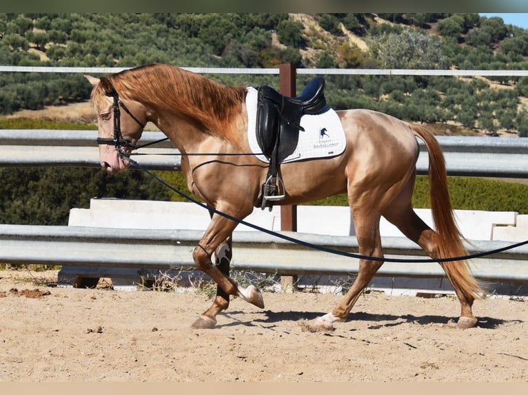 PRE Semental 5 años 164 cm Perla in Provinz Cordoba
