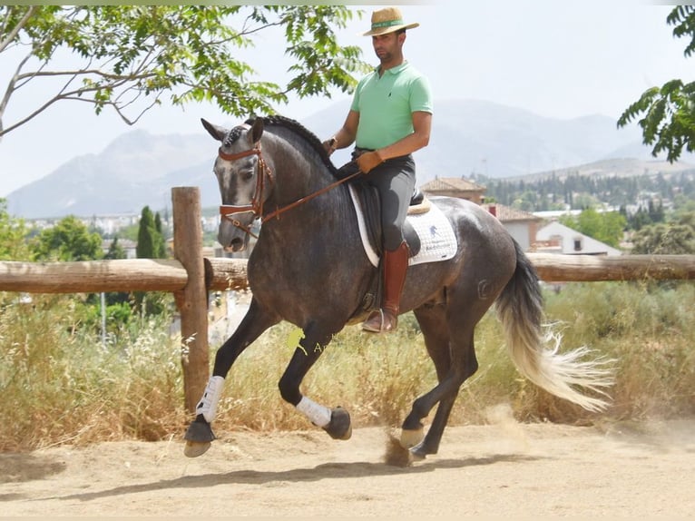 PRE Semental 5 años 164 cm Tordo in Provinz Granada