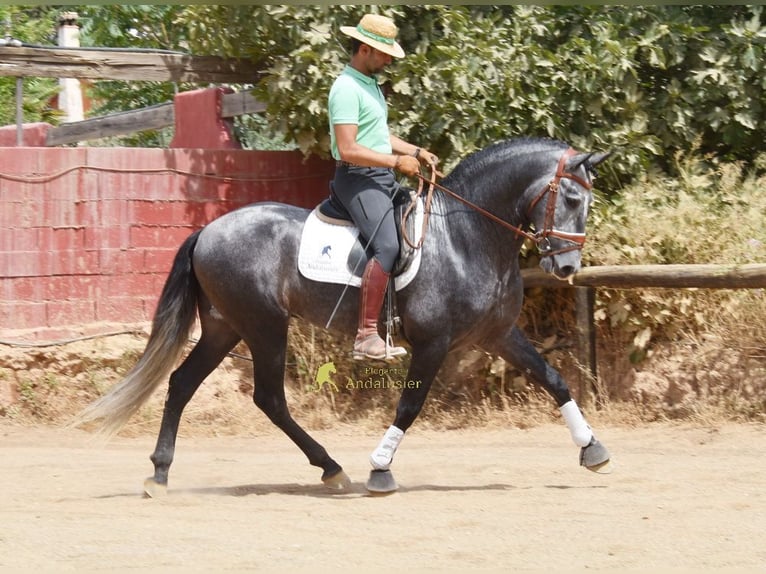 PRE Semental 5 años 164 cm Tordo in Provinz Granada