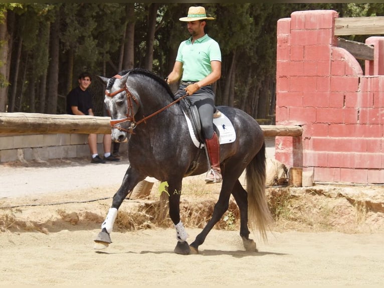 PRE Semental 5 años 164 cm Tordo in Provinz Granada