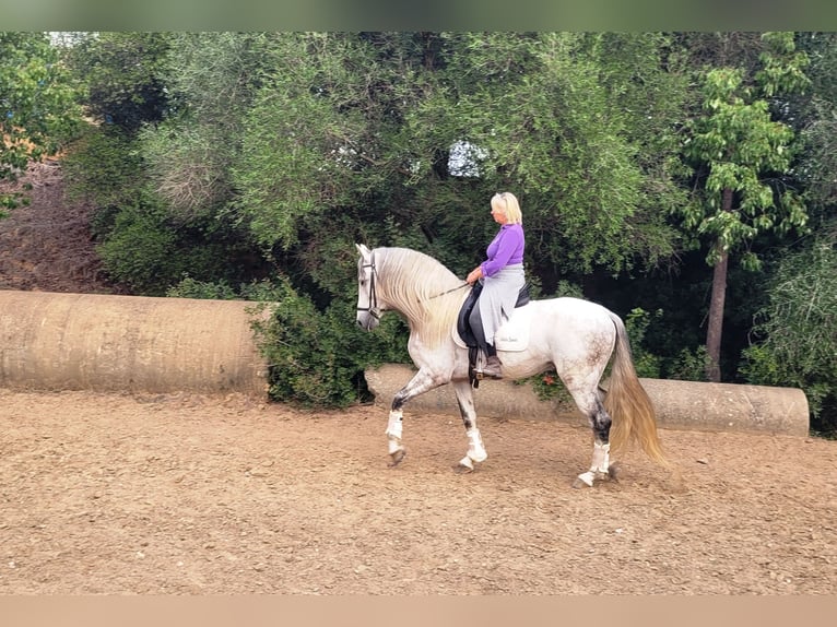 PRE Mestizo Semental 5 años 164 cm Tordo in Vejer de la Frontera