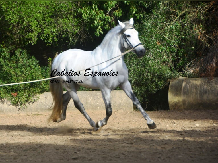 PRE Mestizo Semental 5 años 164 cm Tordo in Vejer de la Frontera