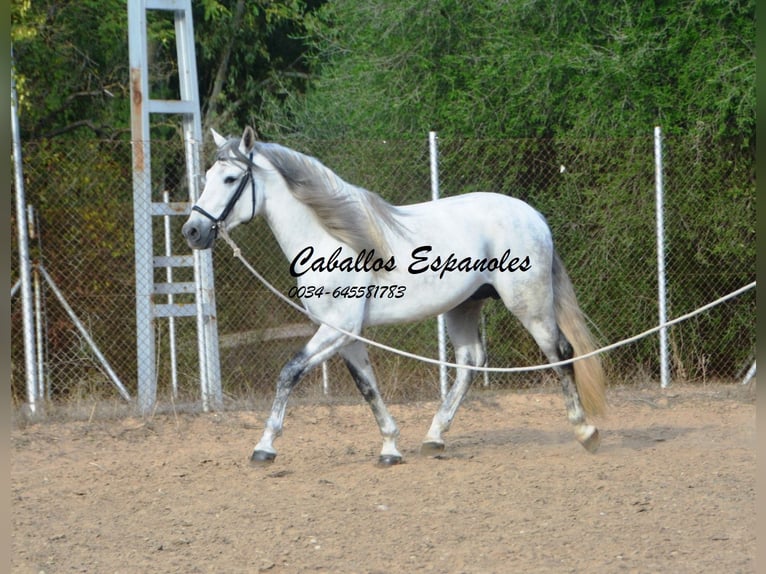 PRE Mestizo Semental 5 años 164 cm Tordo in Vejer de la Frontera