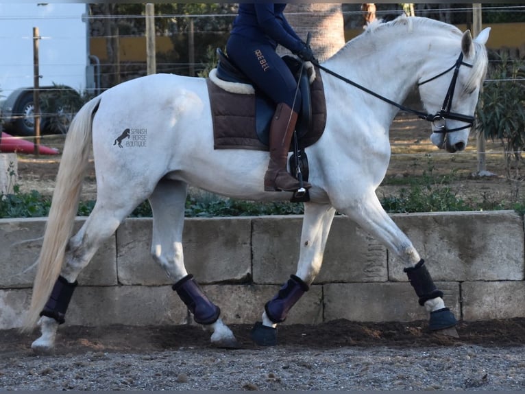 PRE Semental 5 años 164 cm Tordo in Mallorca