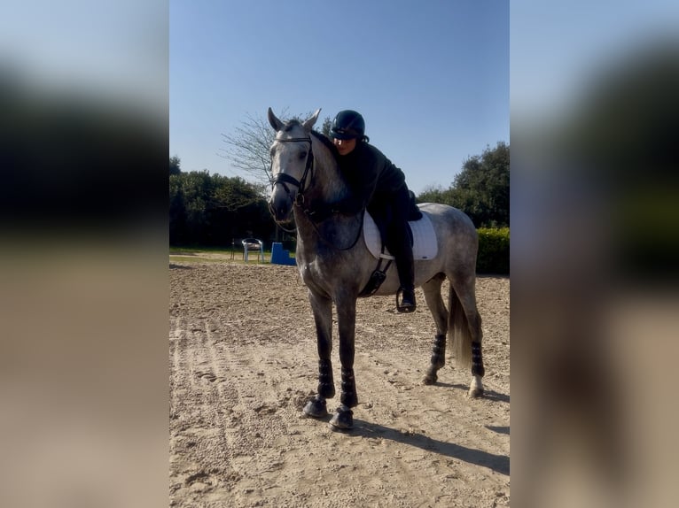 PRE Mestizo Semental 5 años 164 cm Tordo rodado in Barcelona