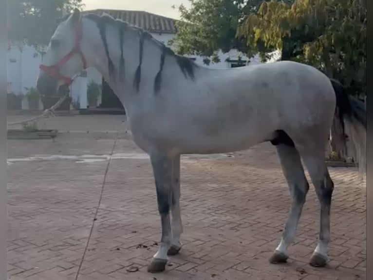 PRE Mestizo Semental 5 años 164 cm Tordo rodado in Palma del Rìo