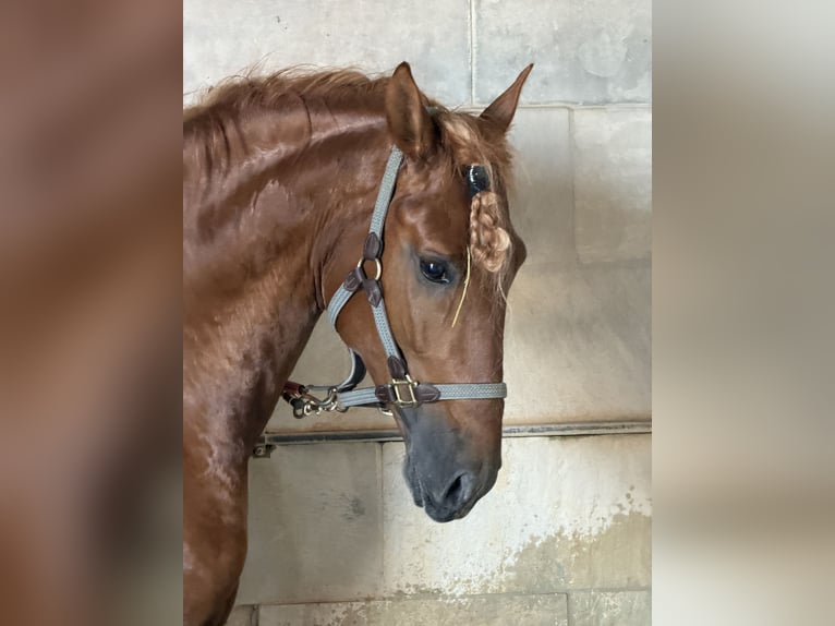 PRE Semental 5 años 165 cm Alazán in Palazzolo Sull'Oglio
