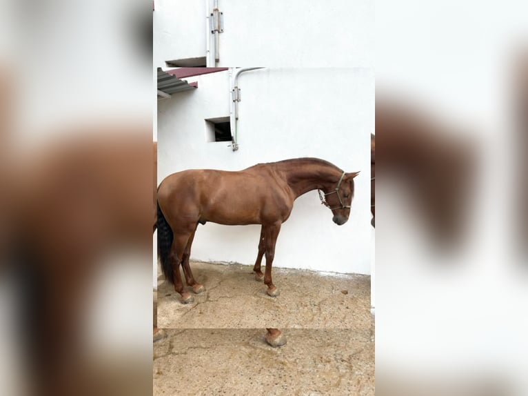 PRE Mestizo Semental 5 años 165 cm Alazán rojizo in Villanueva De Córdoba