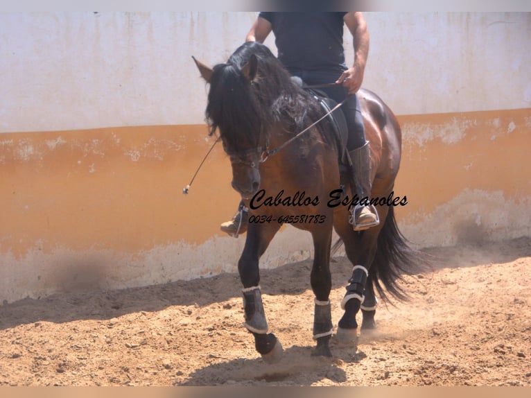 PRE Semental 5 años 165 cm Castaño in Vejer de la Frontera