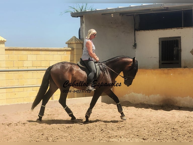 PRE Semental 5 años 165 cm Castaño in Vejer de la Frontera