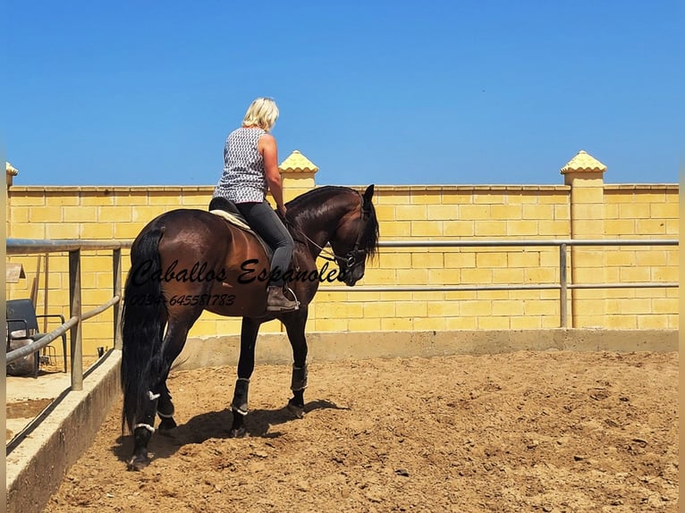 PRE Semental 5 años 165 cm Castaño in Vejer de la Frontera