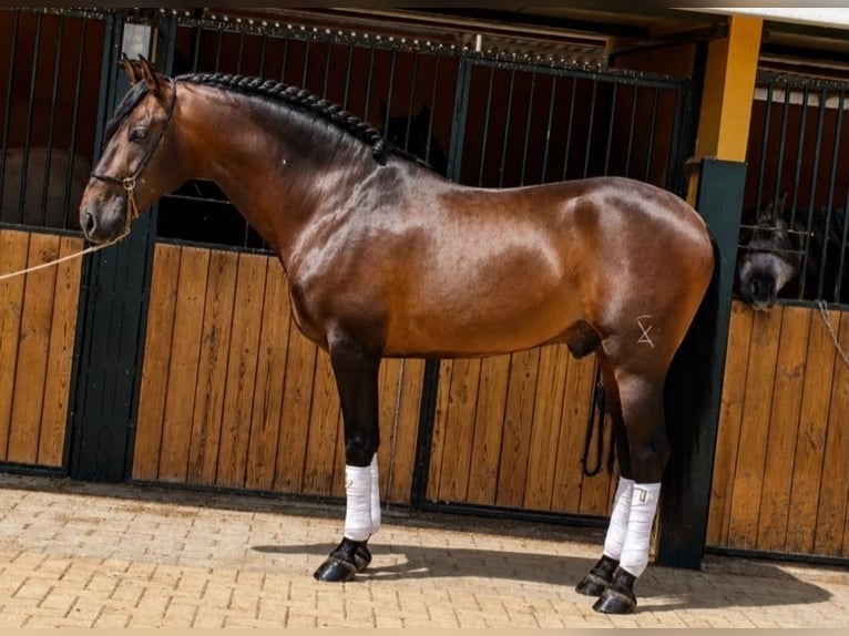 PRE Semental 5 años 165 cm Castaño oscuro in Betera