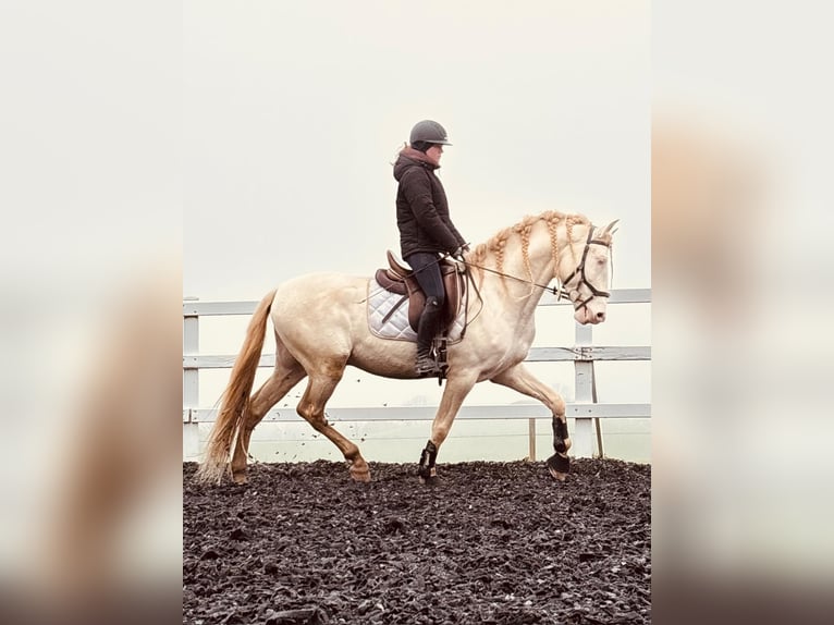 PRE Semental 5 años 165 cm Perlino in Sigmarszell