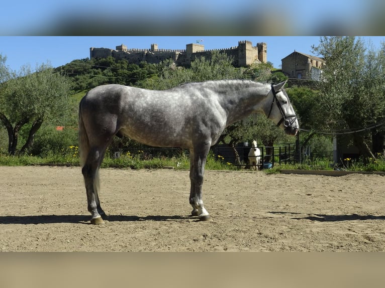 PRE Semental 5 años 165 cm Tordo in Alpera
