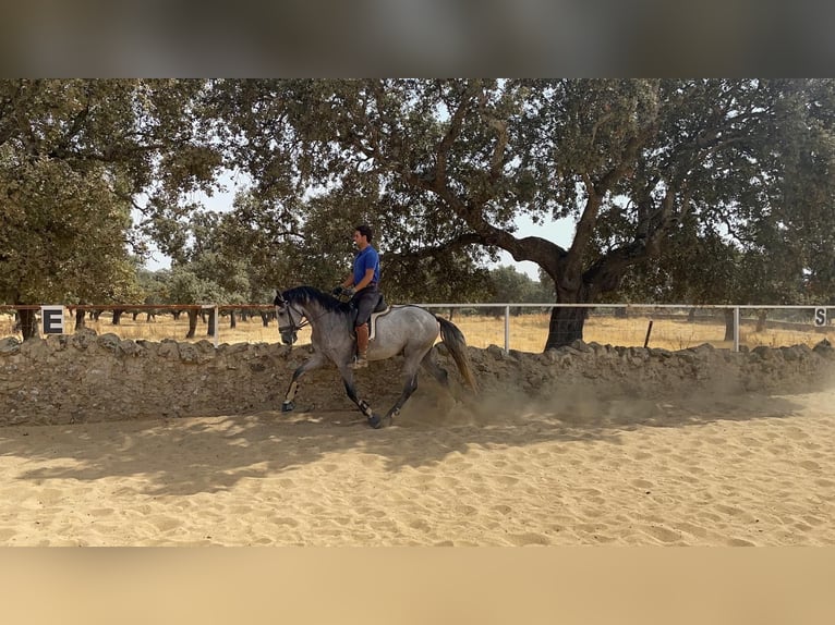 PRE Mestizo Semental 5 años 165 cm Tordo in Villanueva De Córdoba