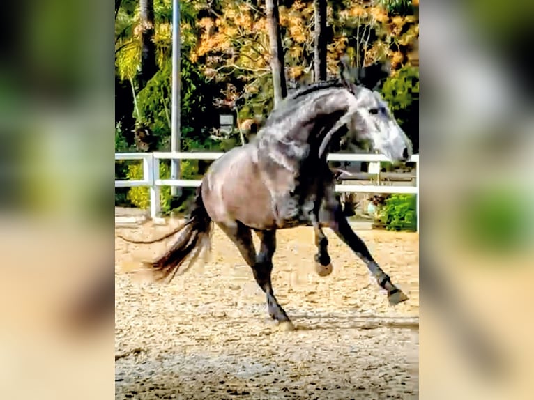 PRE Mestizo Semental 5 años 165 cm Tordo rodado in Sevilla