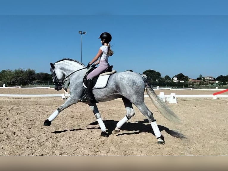 PRE Mestizo Semental 5 años 165 cm Tordo rodado in Martfeld