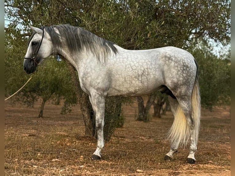 PRE Mestizo Semental 5 años 165 cm Tordo rodado in Martfeld
