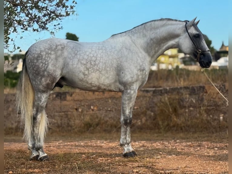 PRE Mestizo Semental 5 años 165 cm Tordo rodado in Martfeld
