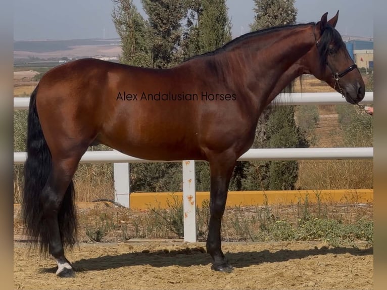 PRE Mestizo Semental 5 años 166 cm Castaño in Sevilla