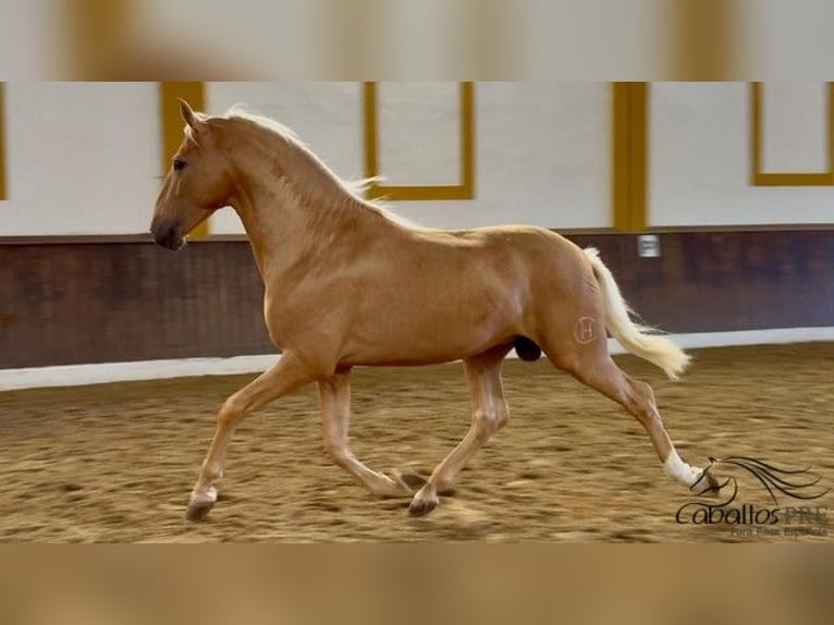 PRE Mestizo Semental 5 años 166 cm Palomino in Merida