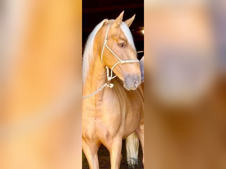PRE Mestizo Semental 5 años 166 cm Palomino in Merida