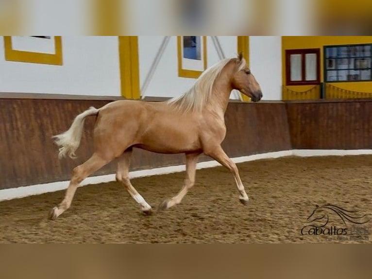 PRE Mestizo Semental 5 años 166 cm Palomino in Merida