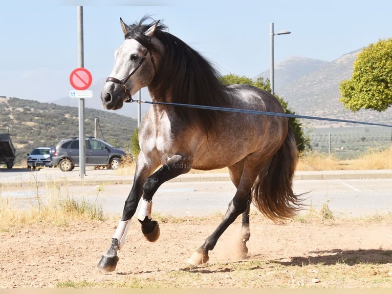 PRE Mestizo Semental 5 años 166 cm Tordo in Provinz Granada