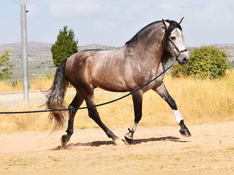 PRE Mestizo Semental 5 años 166 cm Tordo in Provinz Granada